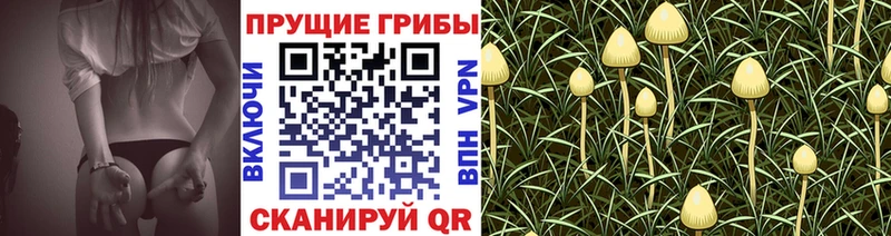 Купить  Знаменск  Псилоцибиновые грибы Psilocybine cubensis 